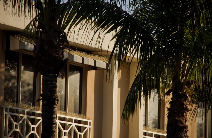 delray beach, palm trees, windows