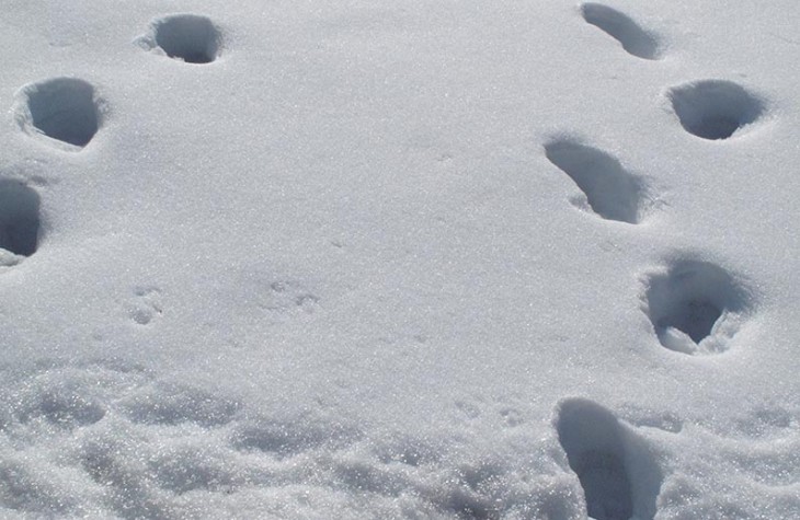 snow footsteps