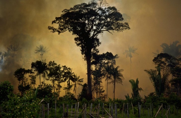 amazonas, deforestation