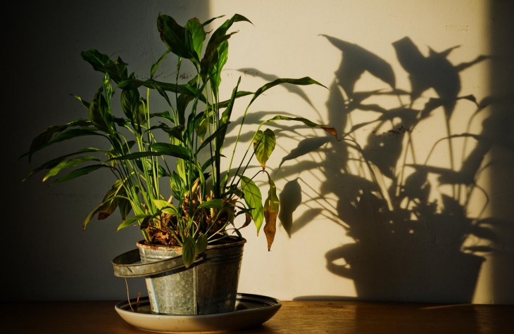 studio, plant, shadow