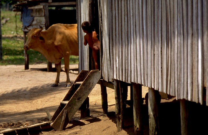 amazonas, cow, daily life