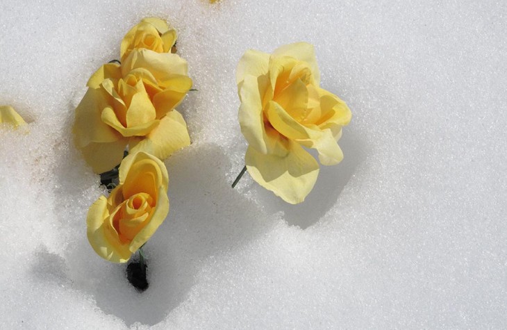 flowers snow