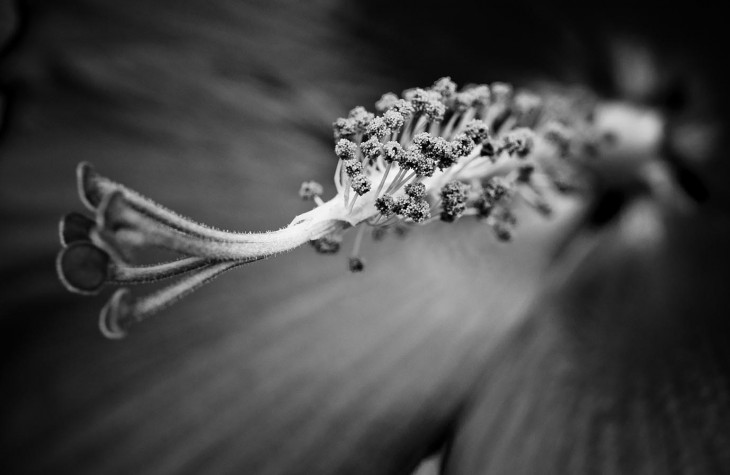 macro flower black and white