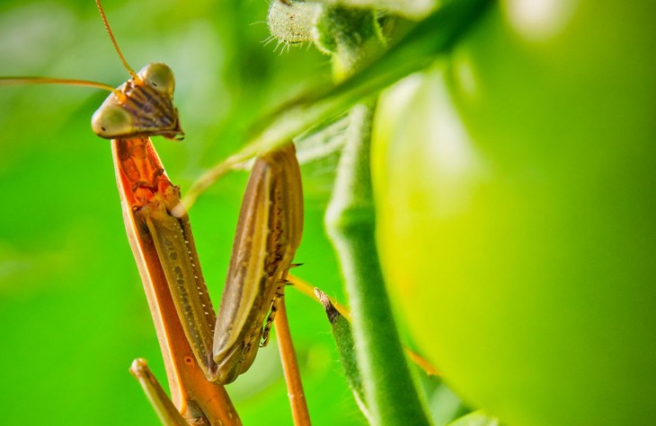 breezy hill tomato bugs