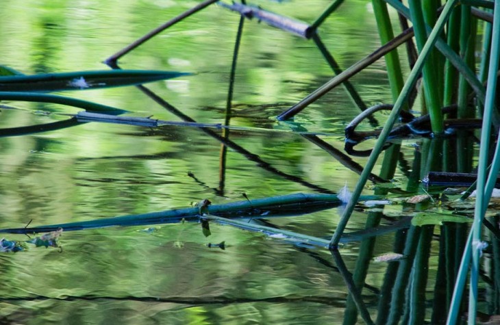 reeds, water