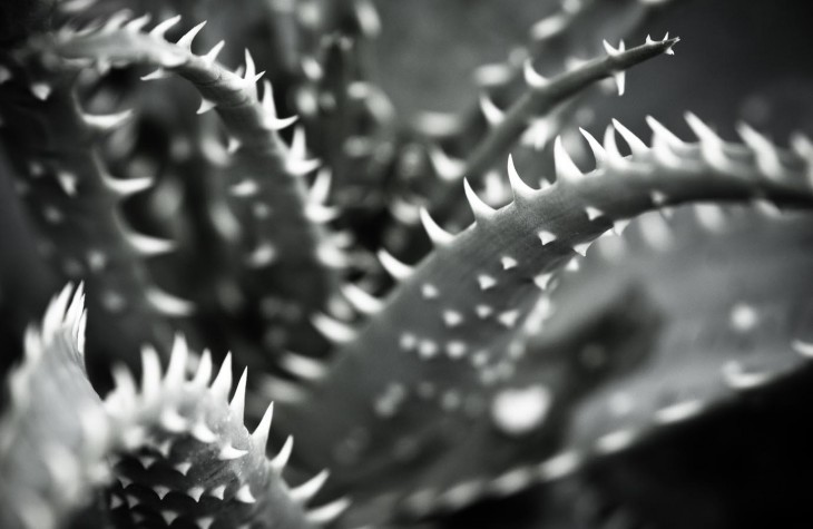 cleveland greenhouse, plant, detail