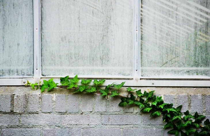 cleveland greenhouse vine