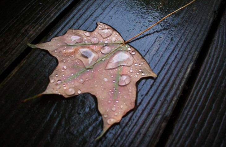 edgehill, leaf, fall