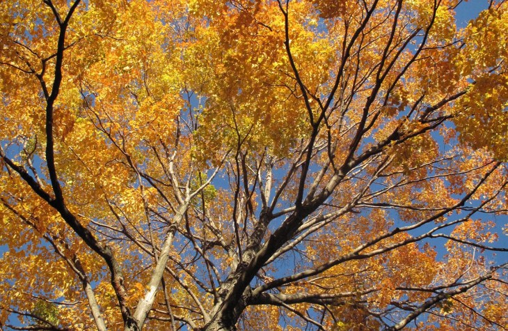edgehill fall tree
