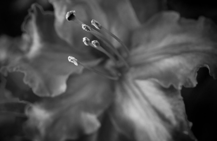 close up edgehill flower black and white