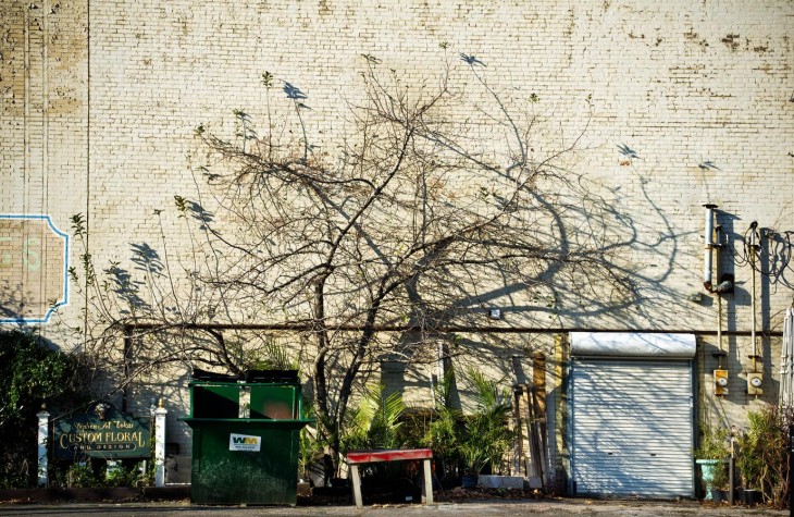 euclid avenue tree cleveland