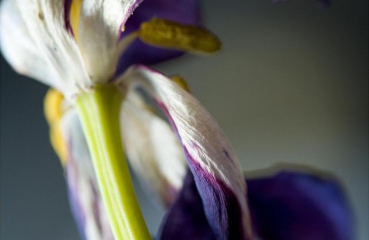 iris, flowers