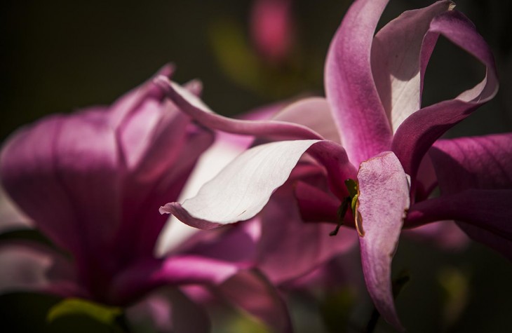 lakeview, flowers