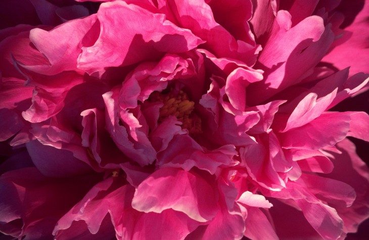 peony, flowers