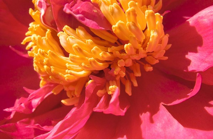 peony, flowers