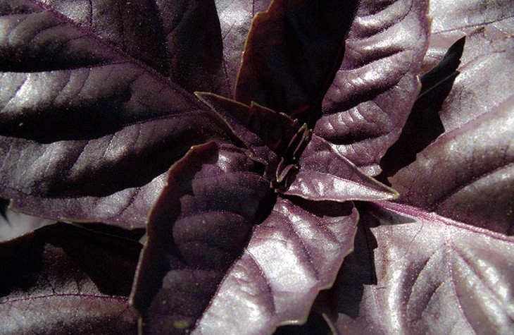 purple basil