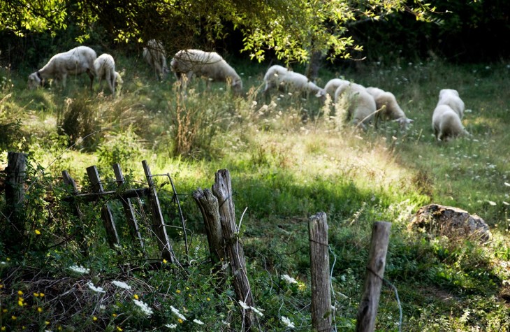 santa fiora, italy, sheep, farming