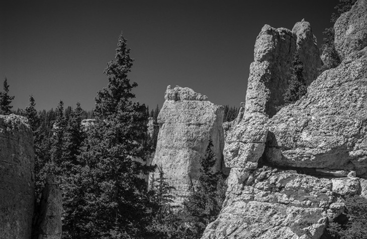 bighorn forest 1995