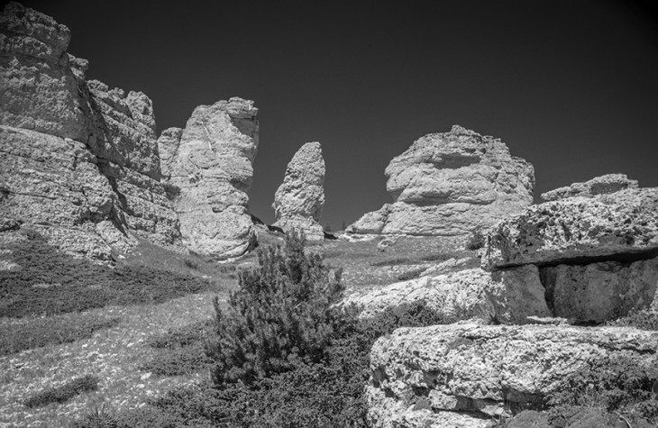 bighorn forest 1995