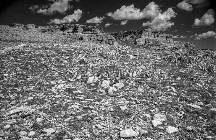 bighorn forest 1995